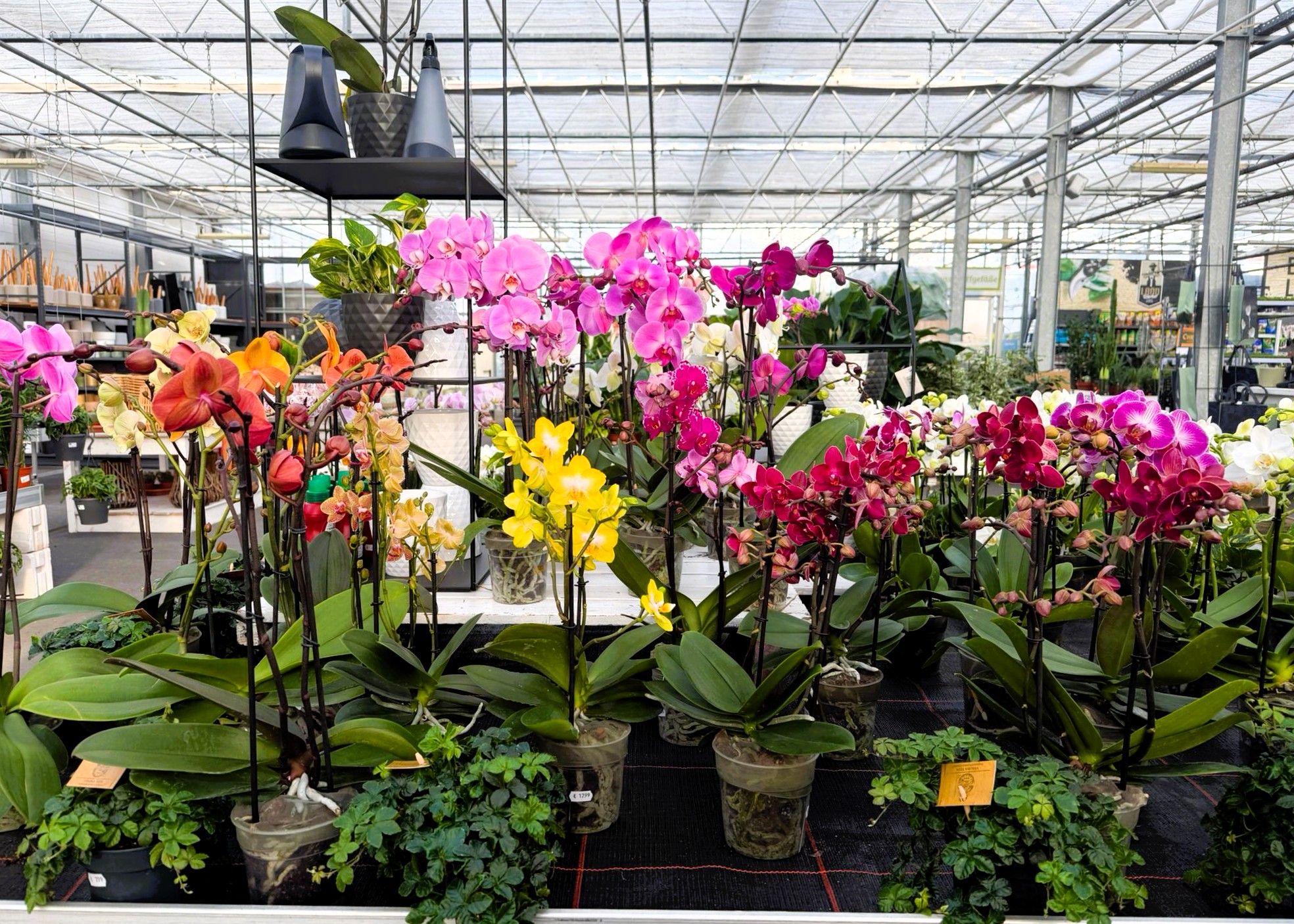 Monheimer Blumenmarkt